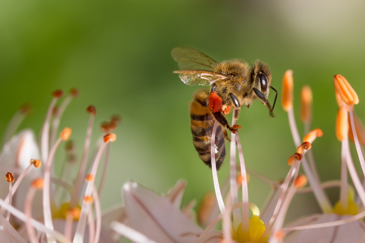 Virágport gyűjtő méh. 5 érv a méhkenyér rendszeres fogyasztása mellett
