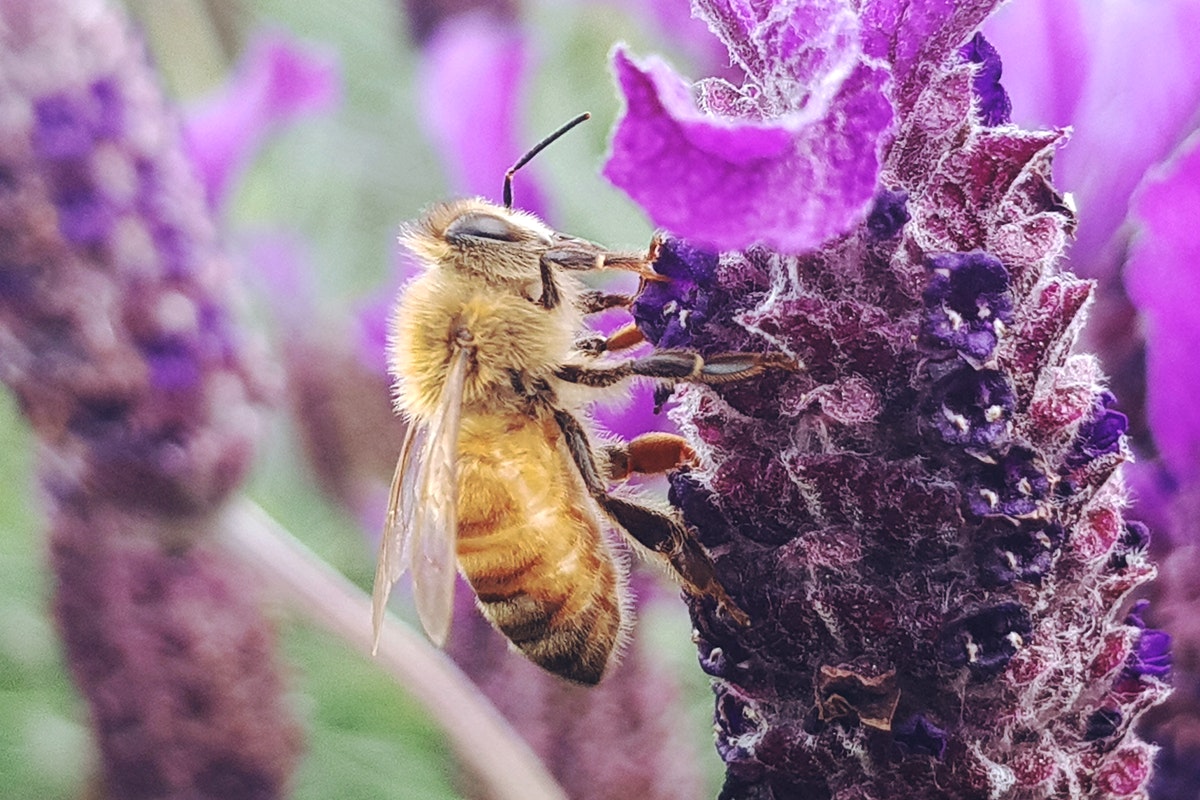 Méh egy lila virágon. Méhméreggel az ízületi bántalmak és gyulladások ellen